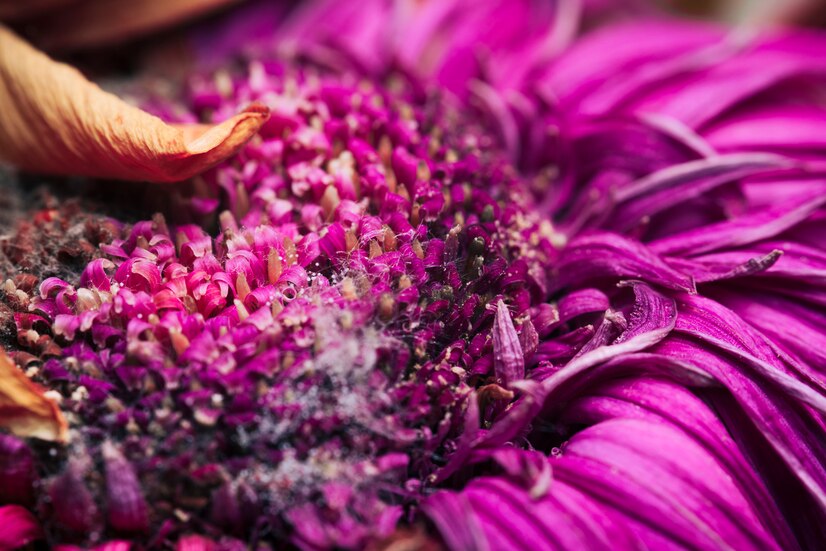 Echinacea